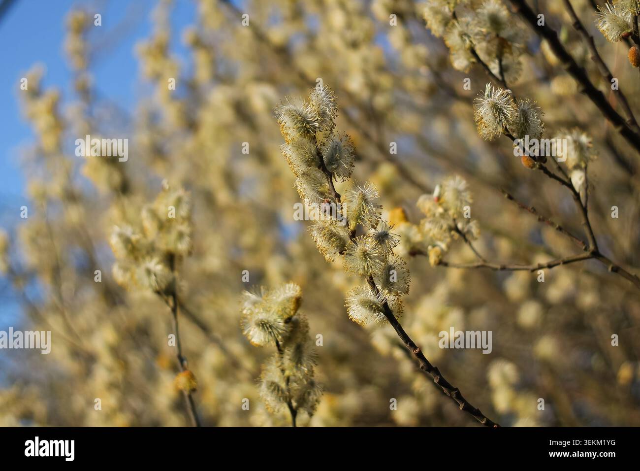 Pussywillow inflorescente bagnato dalla luce dorata Foto Stock