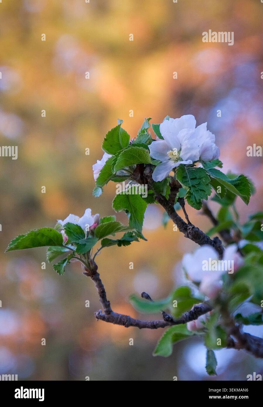 Fiore di mela bianco con morbido sfondo primaverile, che mostra delicati dettagli floreali in luce naturale del giardino. Foto Stock