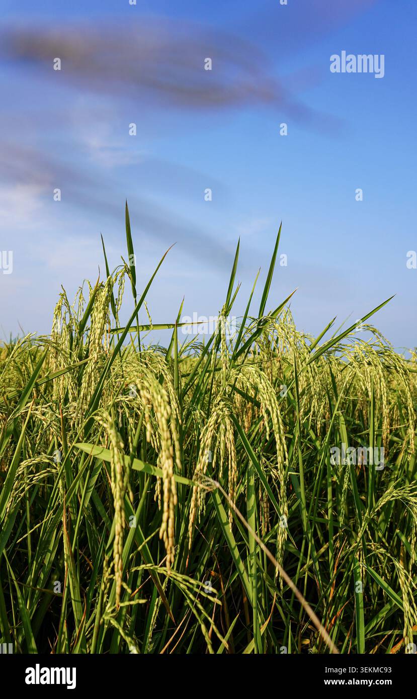 Piante di riso verde vicino alla zona costiera sotto il cielo azzurro Foto Stock