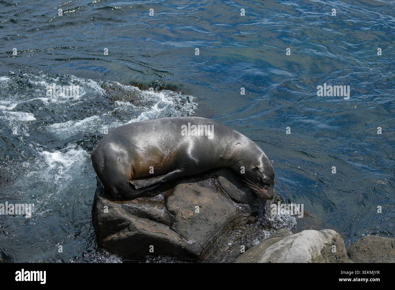 Puerto Baquerizo Moreno, Isola di San Cristobal, Isole Galapagos, Ecuador - 27 maggio 2026: Un leone marino che riposa sulle rocce a Puerto Baquerizo Moreno Foto Stock