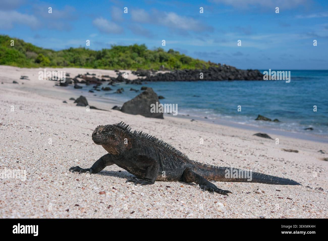 Puerto Baquerizo Moreno, Isola di San Cristobal, Isole Galapagos, Ecuador - 30 maggio 2026: Un'iguana marina sulla spiaggia di Baquerizo a Puerto Baquerizo Moren Foto Stock