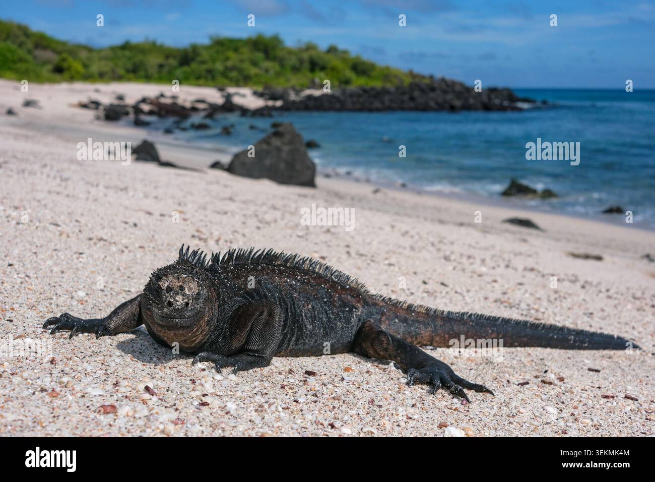 Puerto Baquerizo Moreno, Isola di San Cristobal, Isole Galapagos, Ecuador - 30 maggio 2026: Un'iguana marina sulla spiaggia di Baquerizo a Puerto Baquerizo Moren Foto Stock