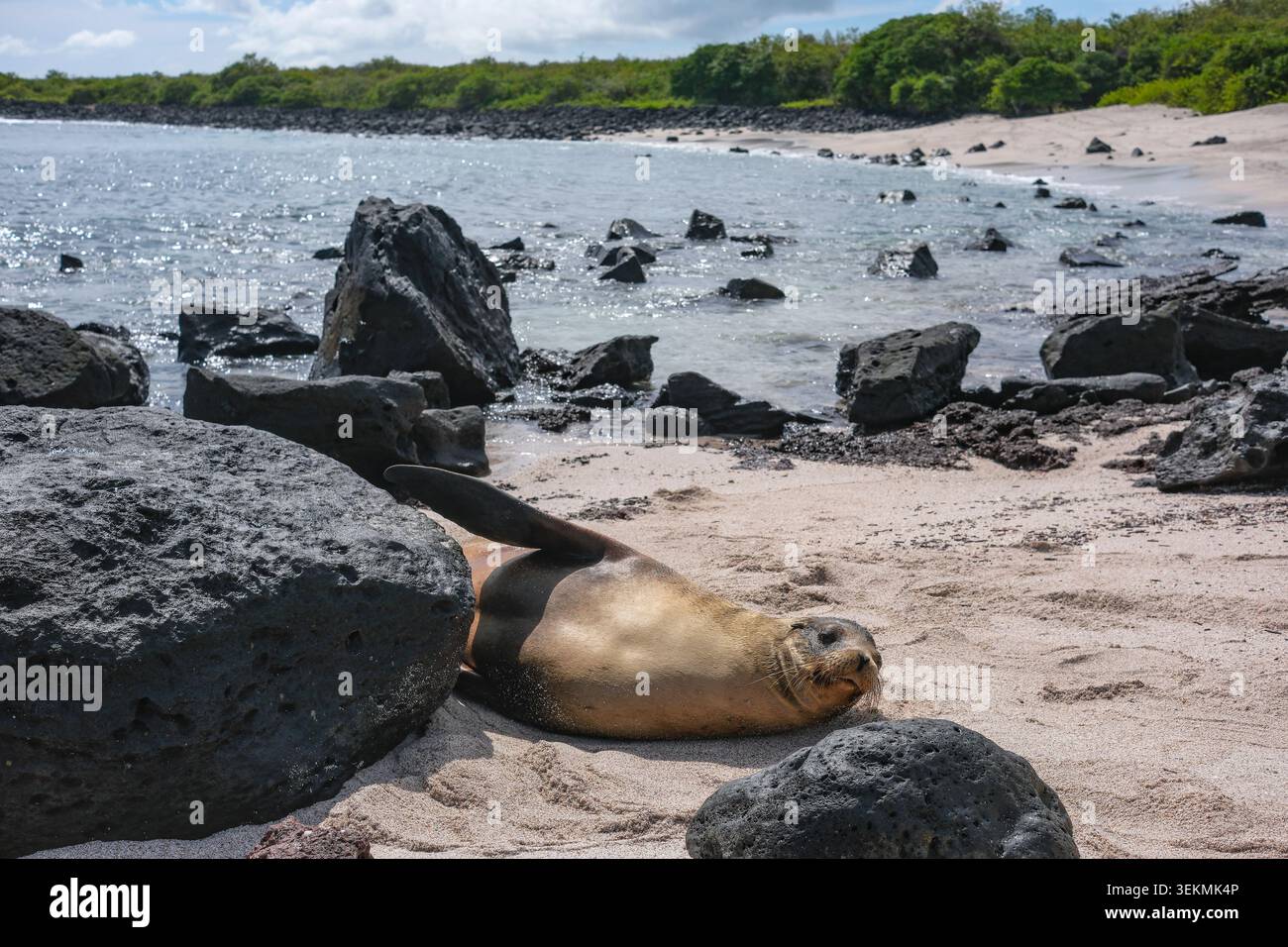 Puerto Baquerizo Moreno, Isola di San Cristobal, Isole Galapagos, Ecuador - 30 maggio 2026: Un leone marino che riposa sulla spiaggia di Baquerizo a Puerto Baqueriz Foto Stock