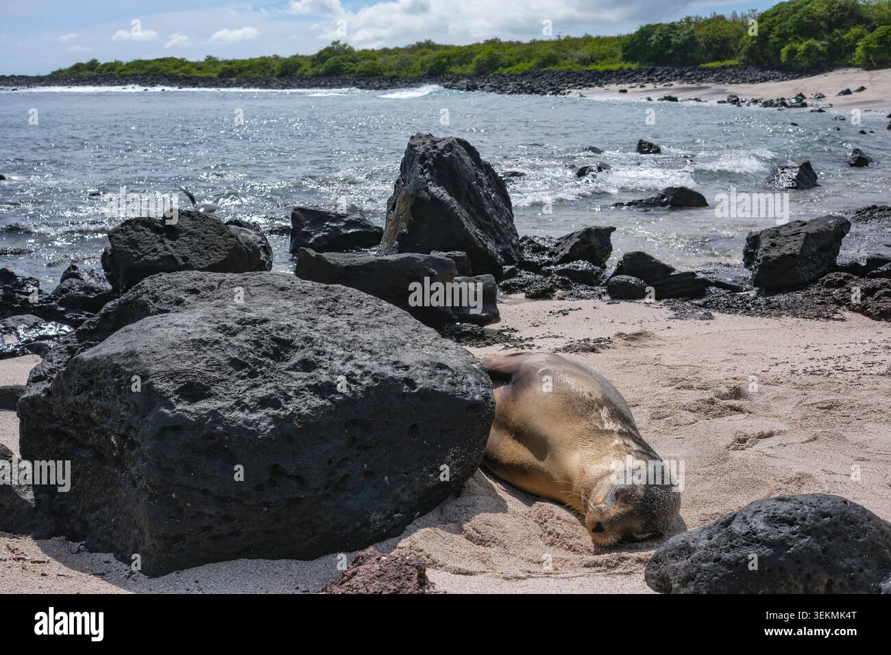 Puerto Baquerizo Moreno, Isola di San Cristobal, Isole Galapagos, Ecuador - 30 maggio 2026: Un leone marino che riposa sulla spiaggia di Baquerizo a Puerto Baqueriz Foto Stock