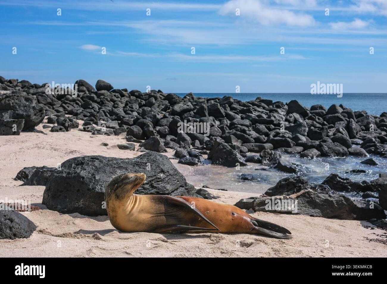 Puerto Baquerizo Moreno, Isola di San Cristobal, Isole Galapagos, Ecuador - 30 maggio 2026: Un leone marino che riposa sulla spiaggia di Baquerizo a Puerto Baqueriz Foto Stock