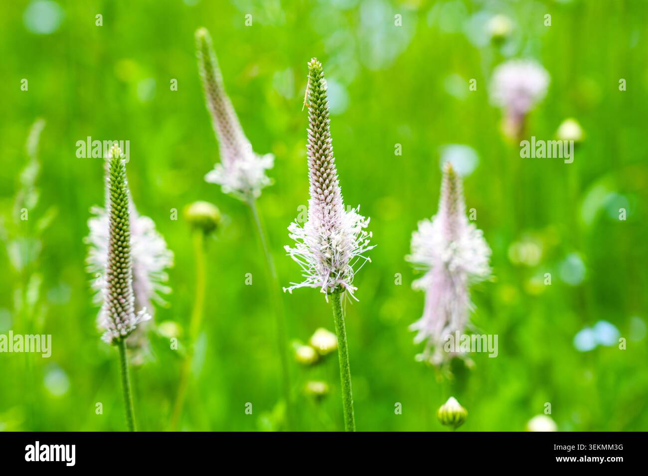 La piantagione di Ribwort fiorisce nel prato con un morbido sfondo verde e vegetazione estiva Foto Stock
