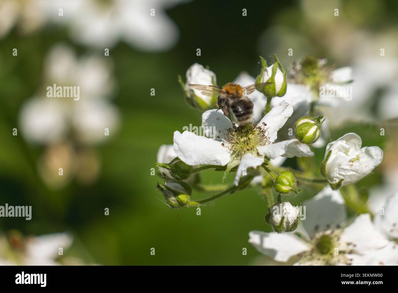Bumblebee Carder che si nutre con il fiore di Bramble bianco nel Sunny Summer Garden Foto Stock
