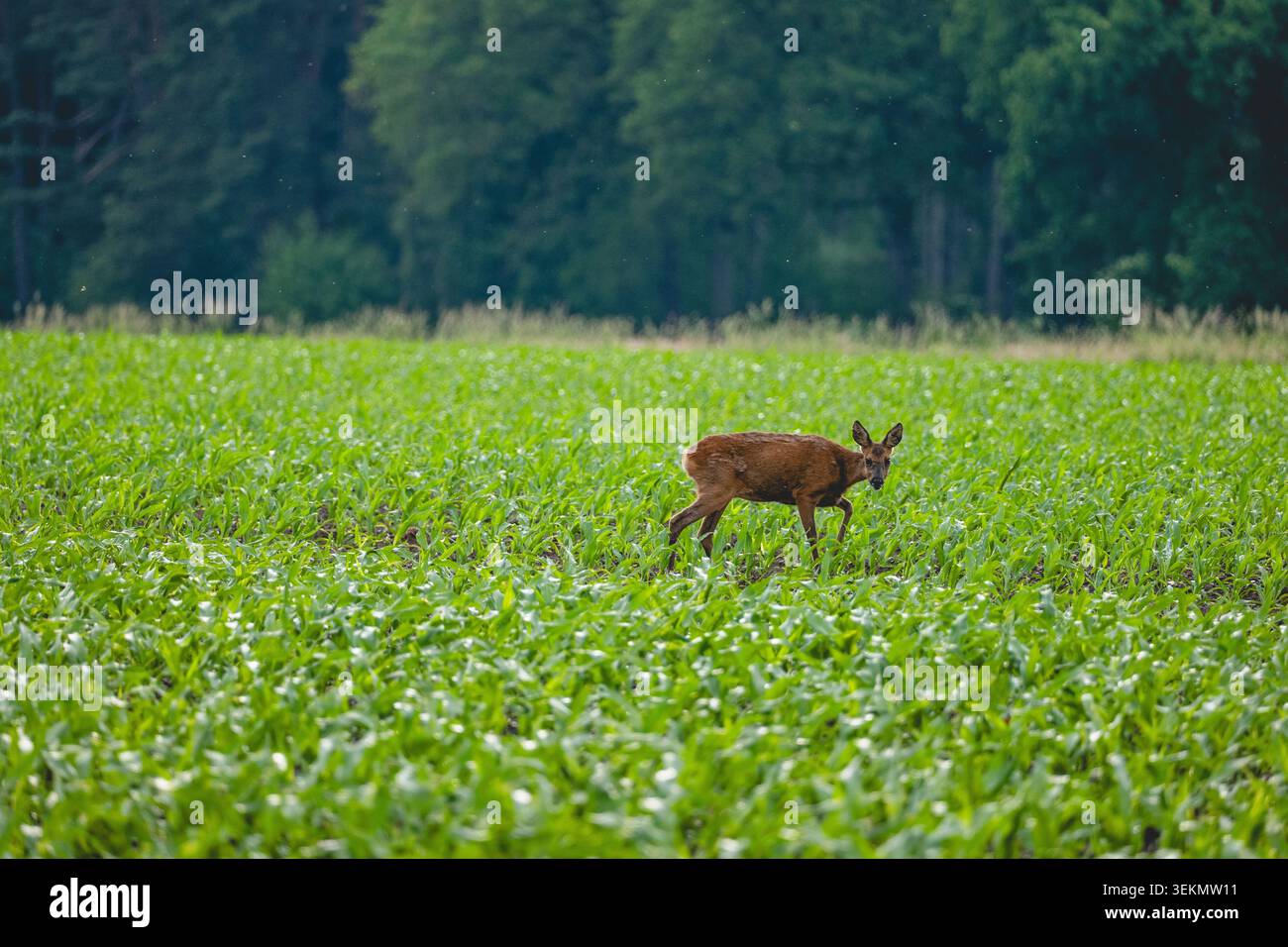 Roe Deer che attraversa Green mais Field lontano dalla telecamera con sfondo della foresta di pini Foto Stock