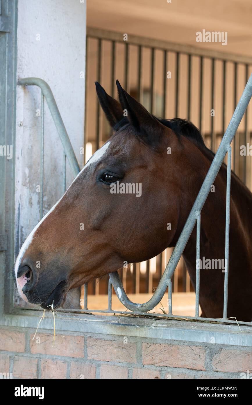 Cavallo marrone con una striscia bianca che riposa in un allevamento di cavalli Foto Stock