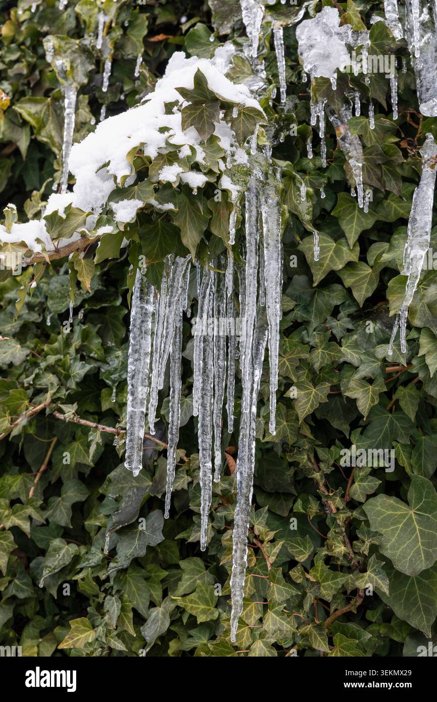 Lunghi ghiaccioli appesi al ramo innevato, in Giappone Foto Stock