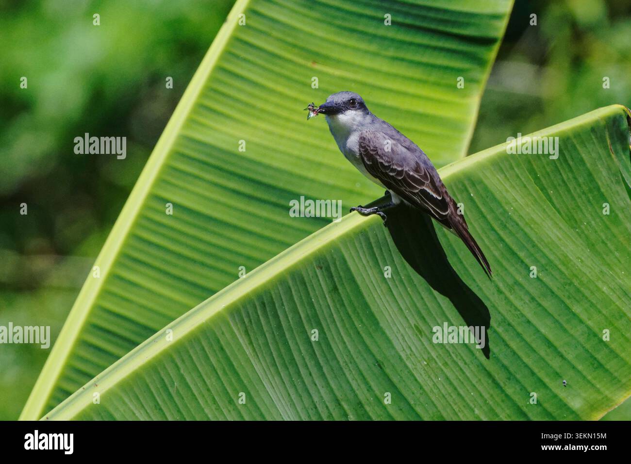 Il kingbird grigio (Tyrannus dominicensis), appollaiato su una foglia di banana con un'ape, ha appena catturato in volo, St. Lucia, Indie occidentali. Foto Stock