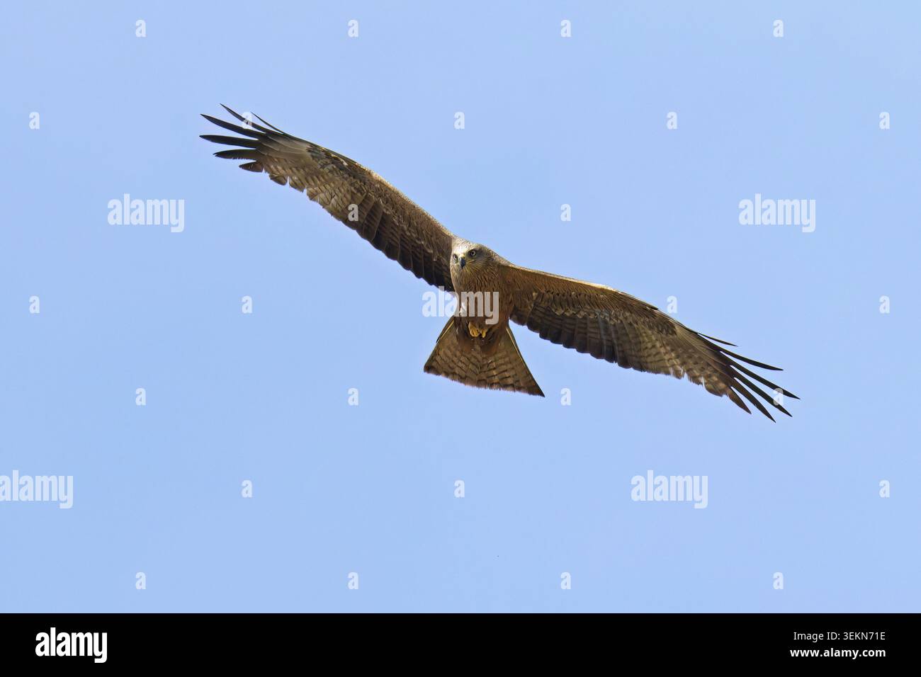 Aquilone nero europeo in volo a vela mentre pattuglia il suo territorio, Milvus migrans; Accipitridae Foto Stock