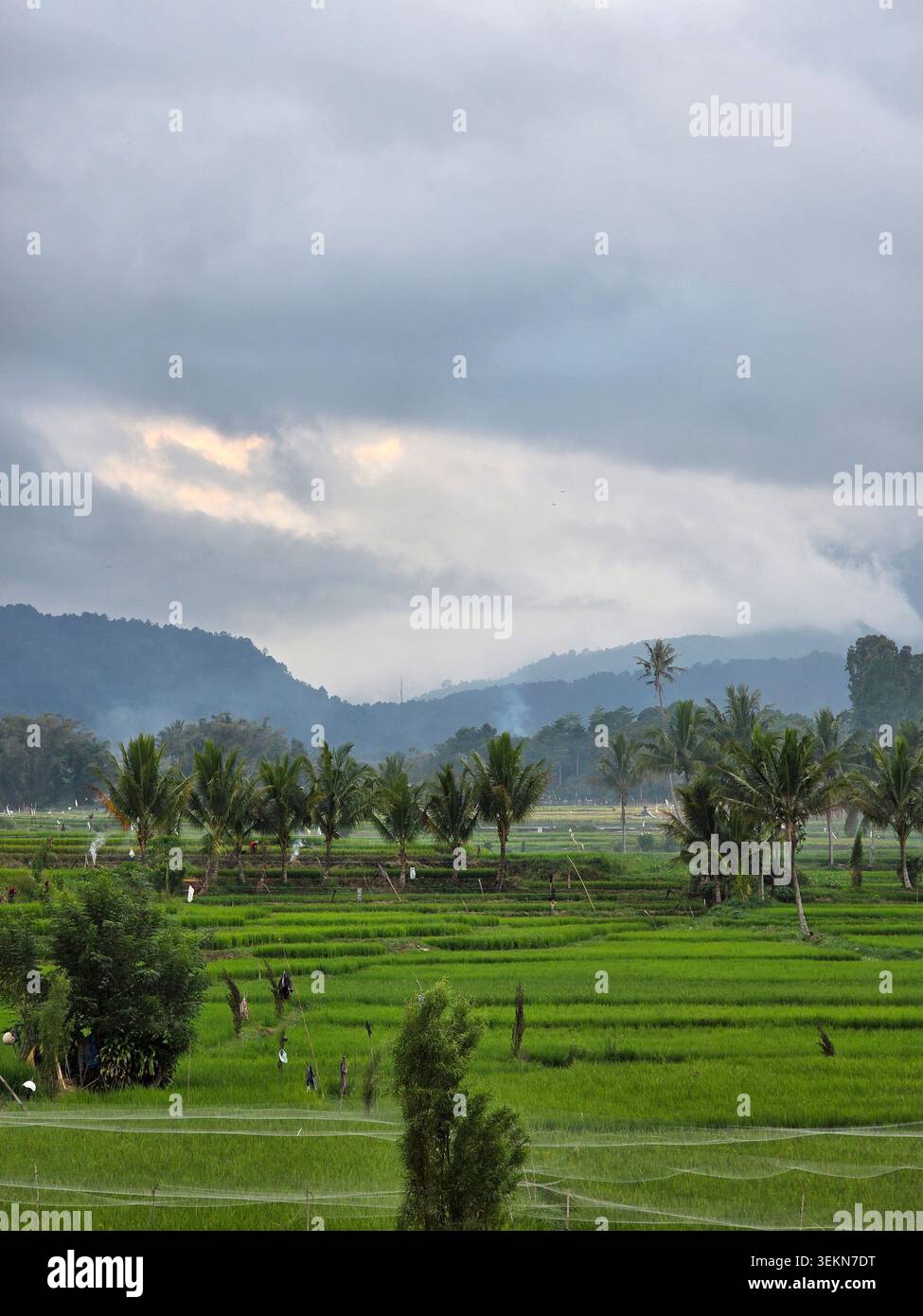 Splendido e lussureggiante campo di riso verde con sfondo montano sotto il cielo nuvoloso nella campagna tropicale. - Immagine stock catturata con smartphone