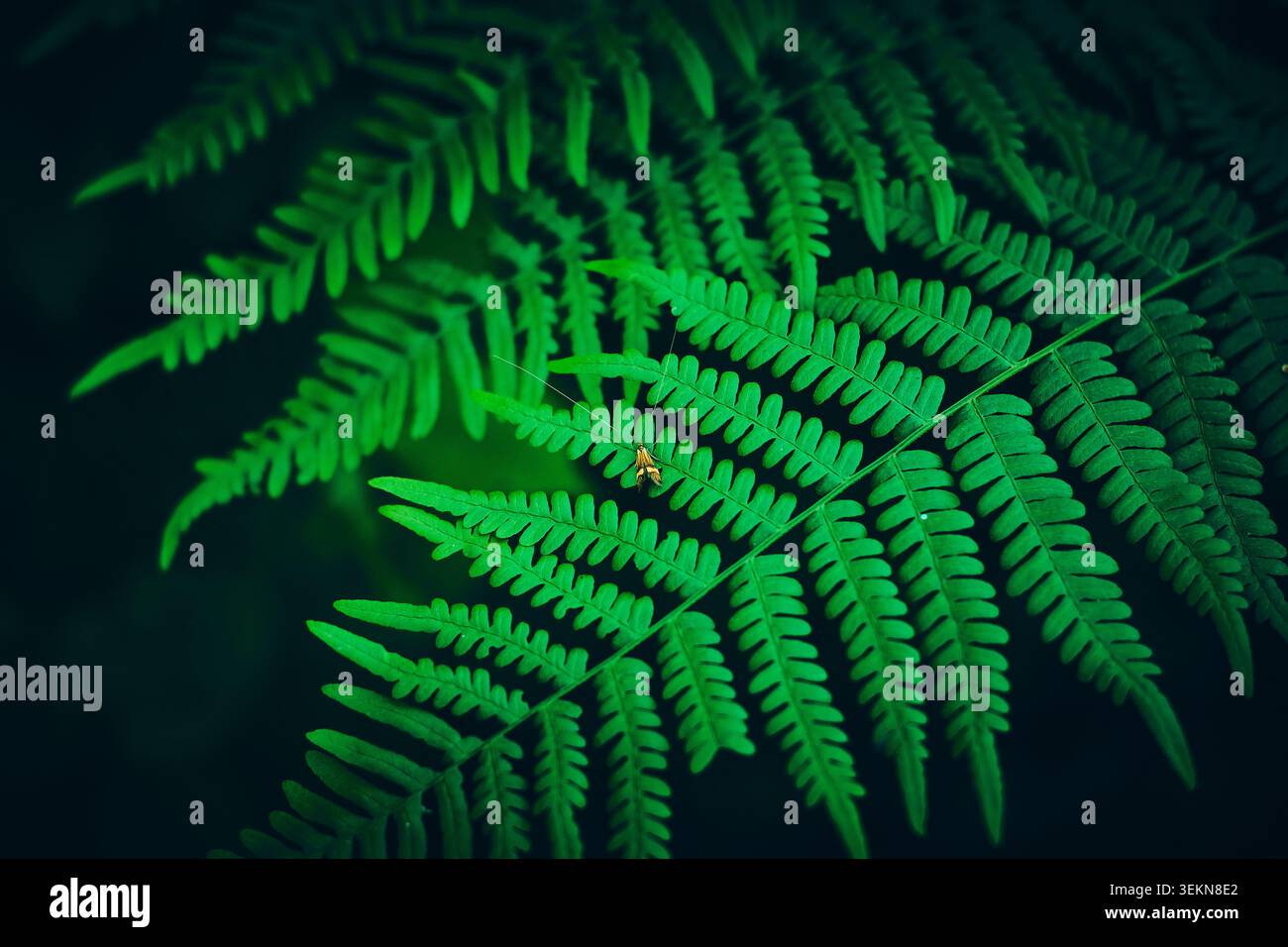 Primo piano di fronde di felce vivaci che si estendono su uno sfondo scuro e morbido con una trama dettagliata delle foglie, una luce naturale soffusa e ricche tonalità di verde Foto Stock
