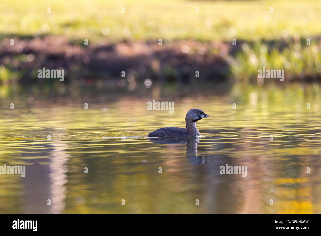 Grebe con beccuccio che nuota nelle acque calme dello stagno con riflessi dorati durante l'ora d'oro Foto Stock