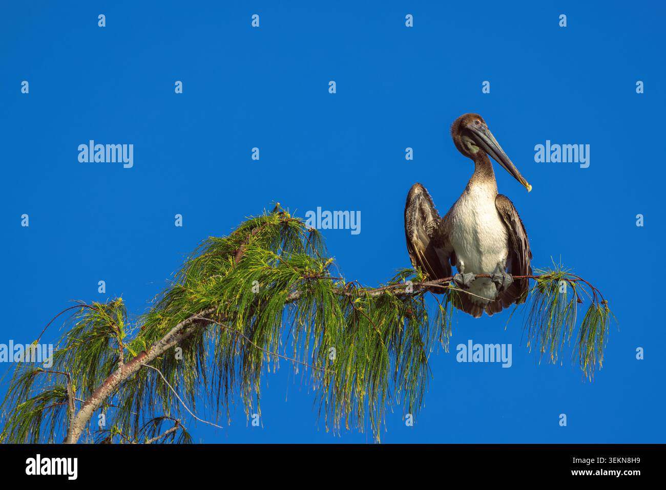 Pellicano marrone arroccato su un ramo di albero verde su un chiaro sfondo blu del cielo Foto Stock
