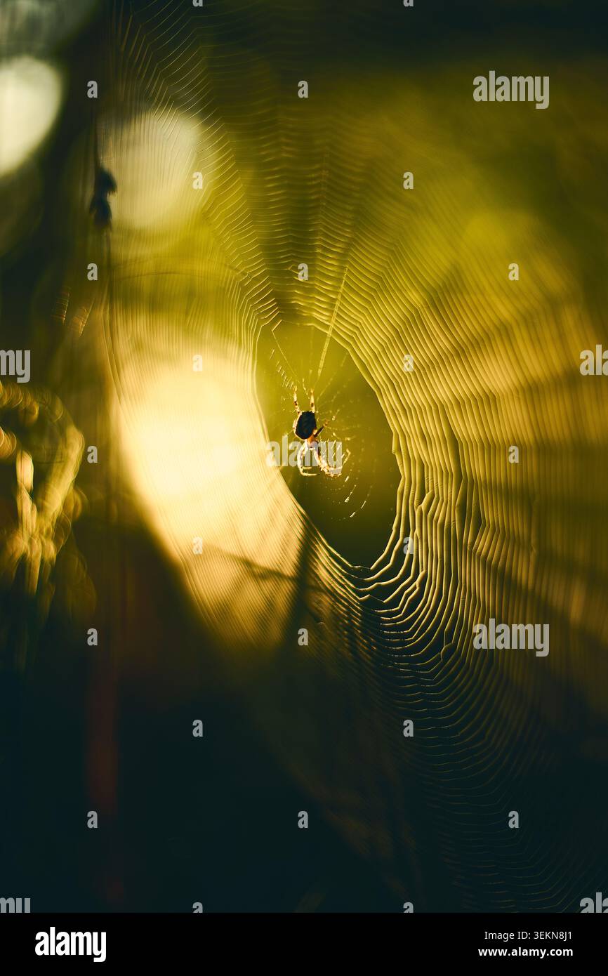 Primo piano di una delicata ragnatela con un piccolo ragno al centro, che si illumina di una calda luce solare dorata su uno sfondo scuro sfocato con morbido bokeh Foto Stock