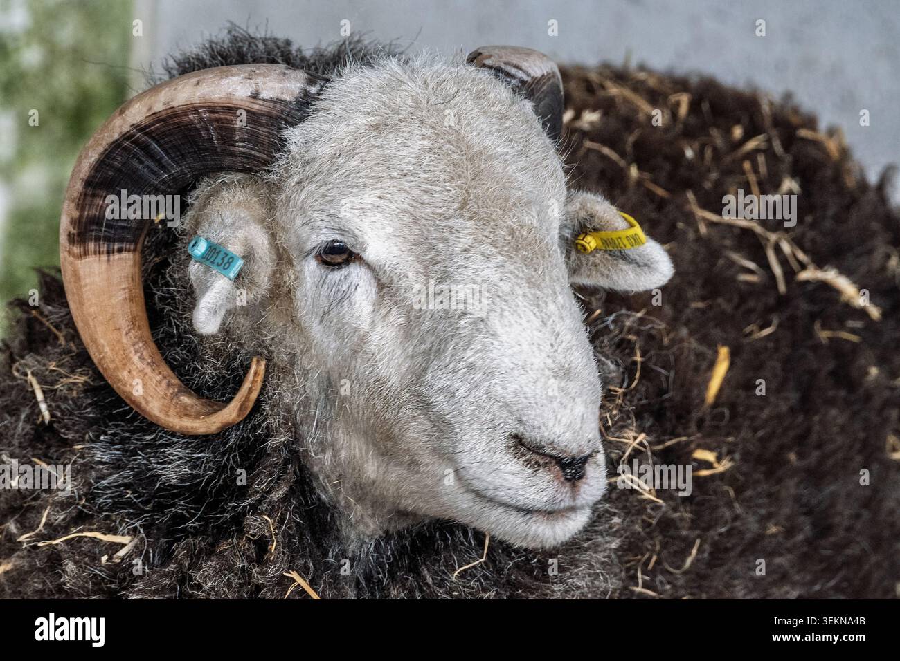 Una bella testa di corna curve su questo ariete di Herdwick. Foto Stock