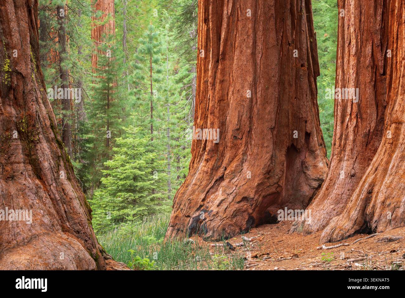 Sequoie giganti nel Mariposa Grove, Parco nazionale di Yosemite, California, USA. Foto Stock