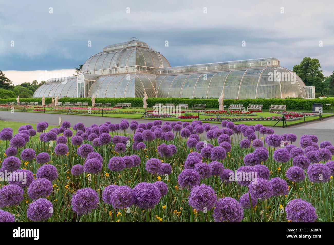 Fiori di Allium di fronte alla Palm House ai Kew Royal Botanic Gardens di Richmond, Surrey, Inghilterra. Foto Stock
