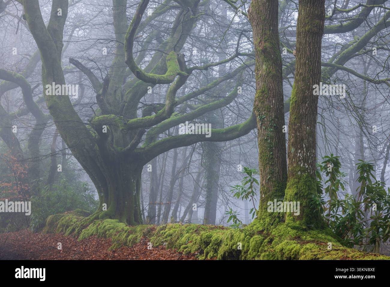 Alberi decidui in una foresta fogbound, Devon, Inghilterra. Inverno (gennaio) 2025. Foto Stock