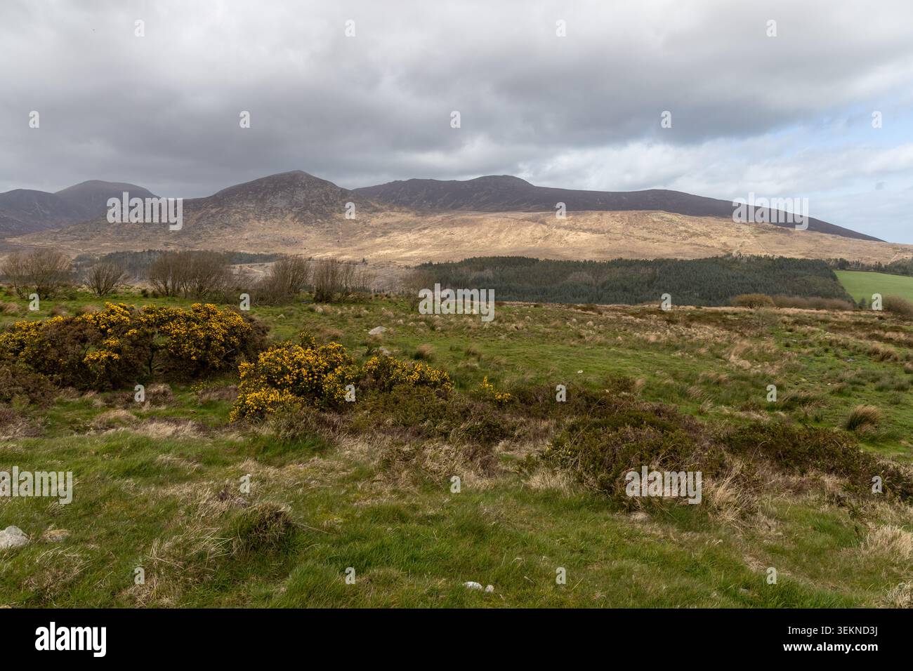 Paesaggio montano panoramico nei Monti Mourne, parco montano della Silent Valley sotto un cielo nuvoloso Foto Stock