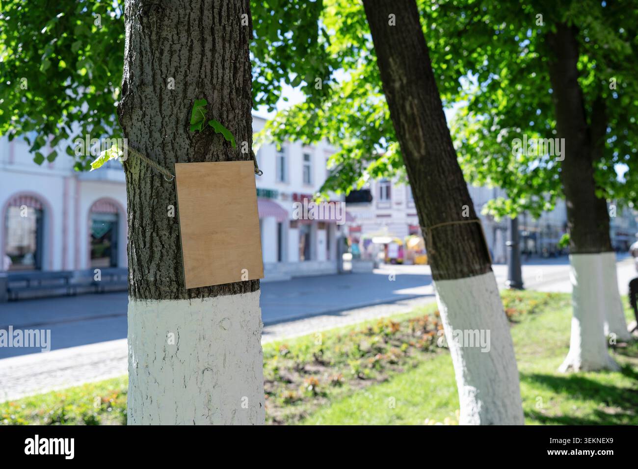 Placca di legno vuota attaccata ad un albero con sfondo urbano sfocato. Primo piano di un cartello di legno vuoto su un albero in una giornata estiva di sole. Foto Stock