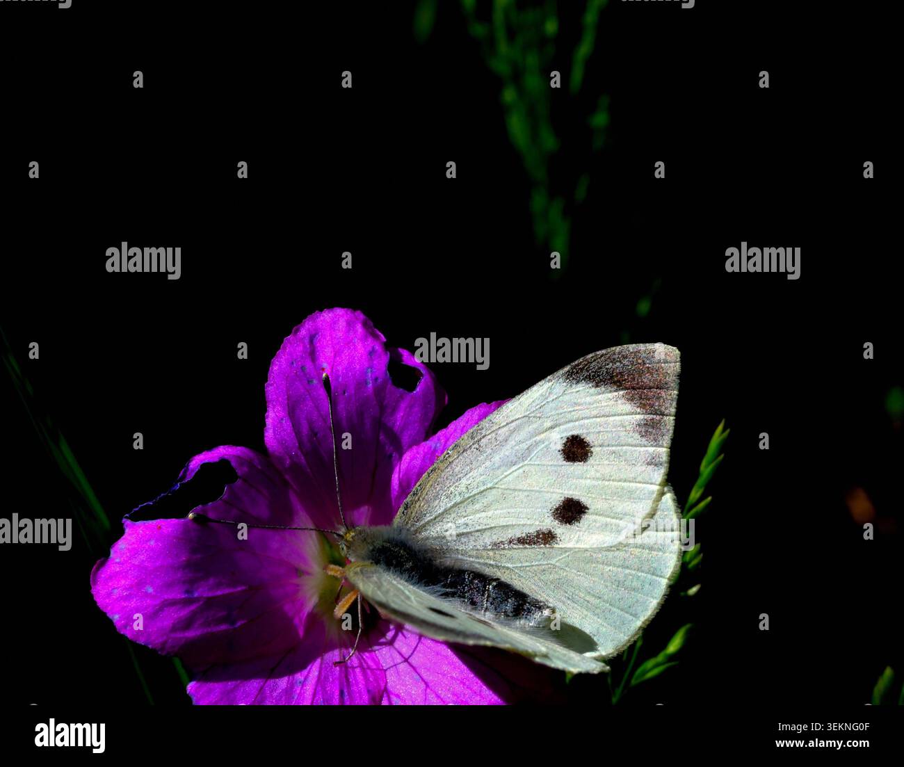 Primo piano della piccola farfalla bianca su un fiore di becco rosso rosa/viola. Foto Stock