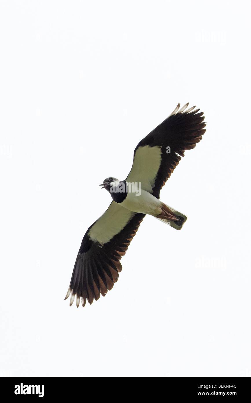 Lapwing (Vanellus vanellus) mobbing il fotografo Suffolk maggio 2026 Foto Stock