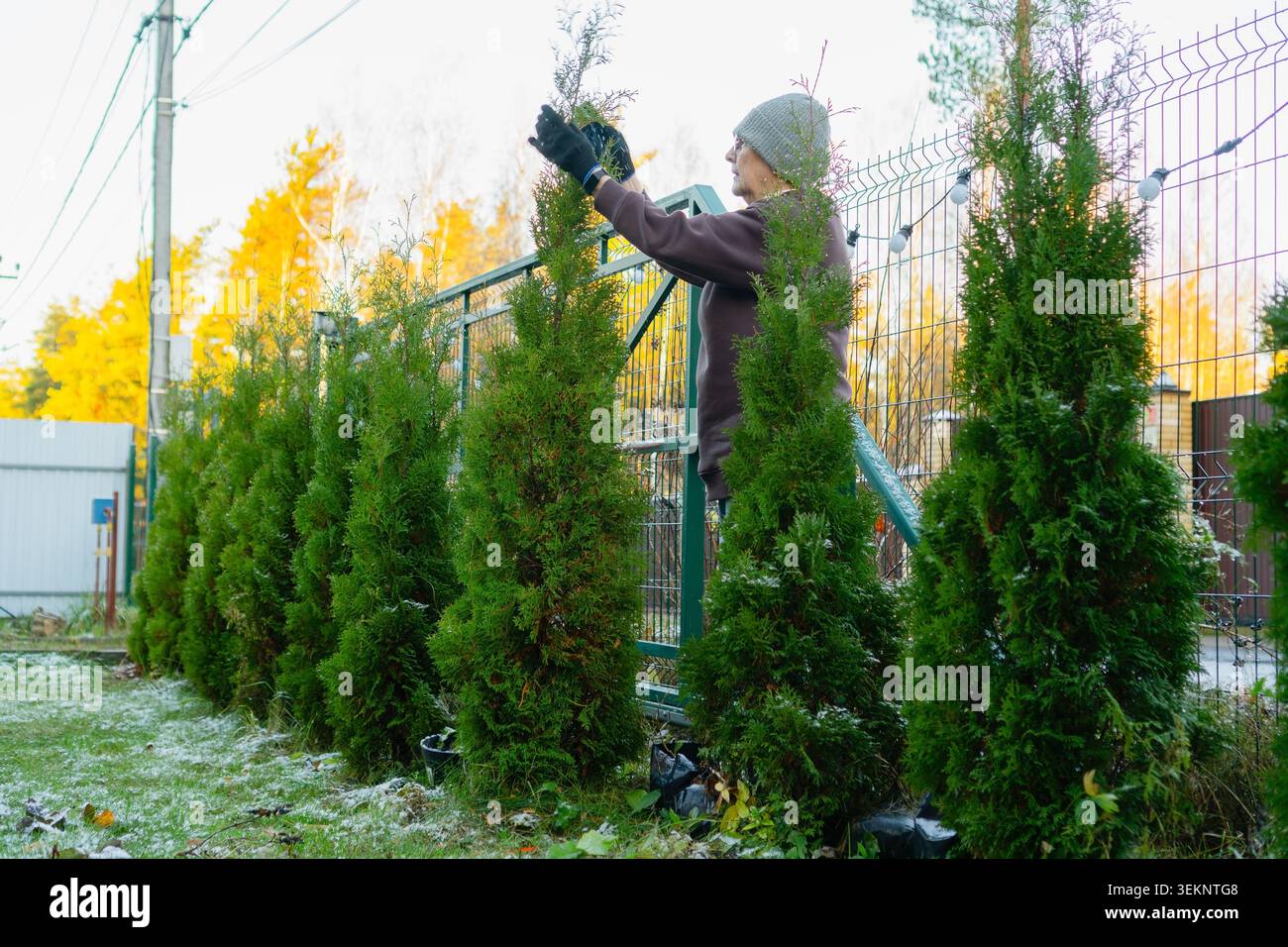 Donna anziana che potava la siepe di thuja da dietro nel cortile autunnale. L'anziano proprietario di case rifinisce arborvitae con cesoie lungo la recinzione. Il pensionato indipendente gestisce la manutenzione del cantiere nelle giornate ghiacciate senza aiuto Foto Stock