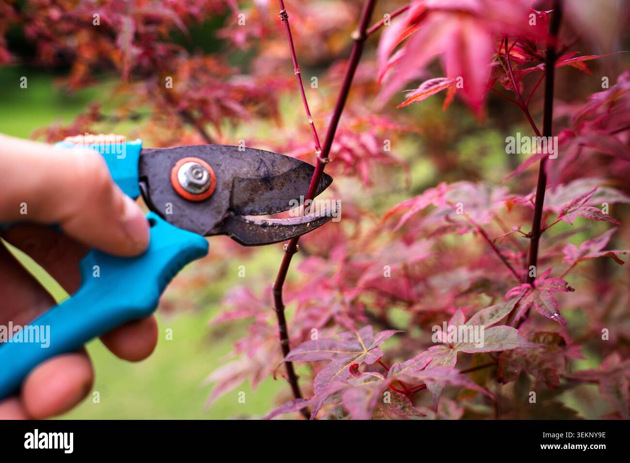 I giardinieri potano rami di palmatum acer con forbici da giardino professionali nel cortile, spazio di copia Foto Stock
