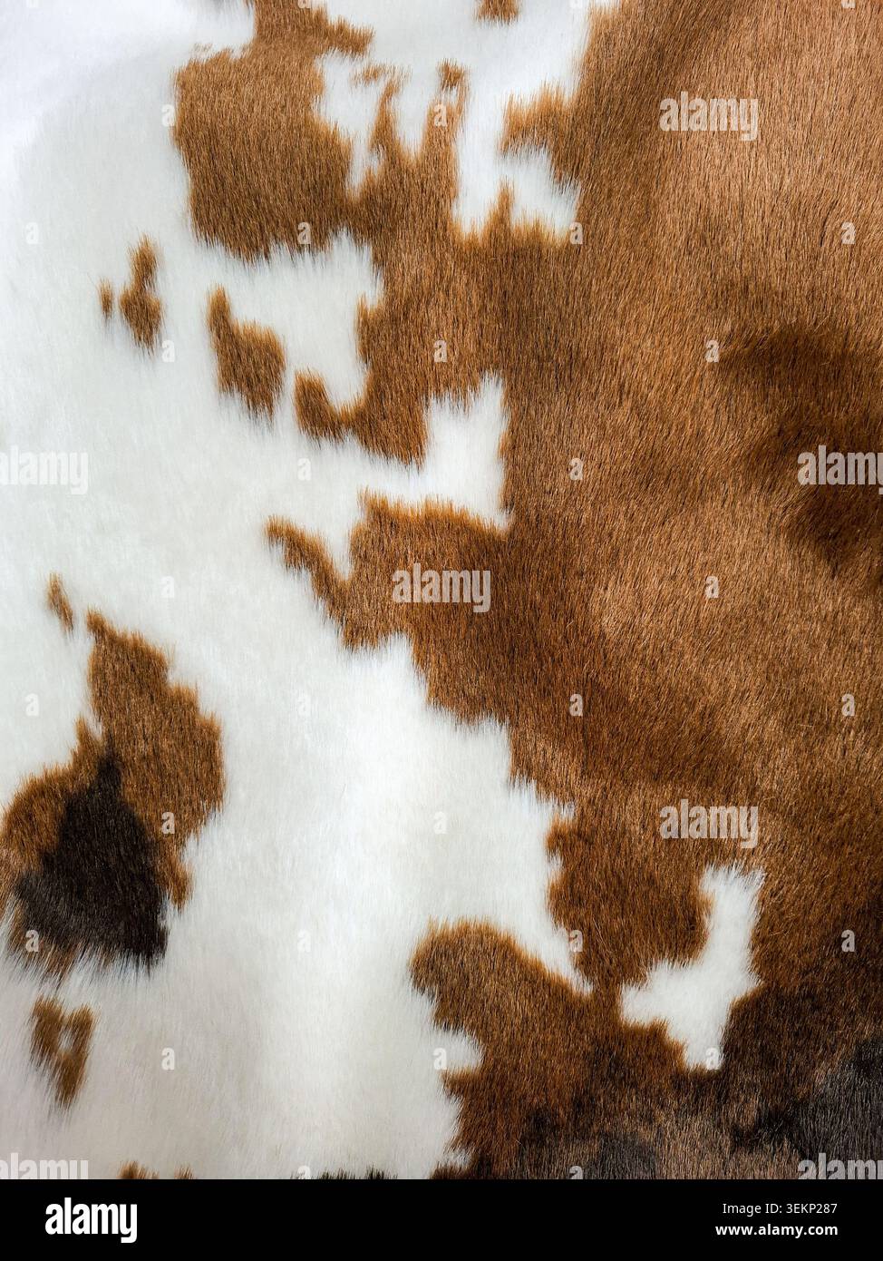 Questo design presenta una texture naturale in pelliccia di vacchetta in marrone e bianco. Il motivo maculato può essere utilizzato per decorazioni rustiche o articoli di moda. Mostra Foto Stock