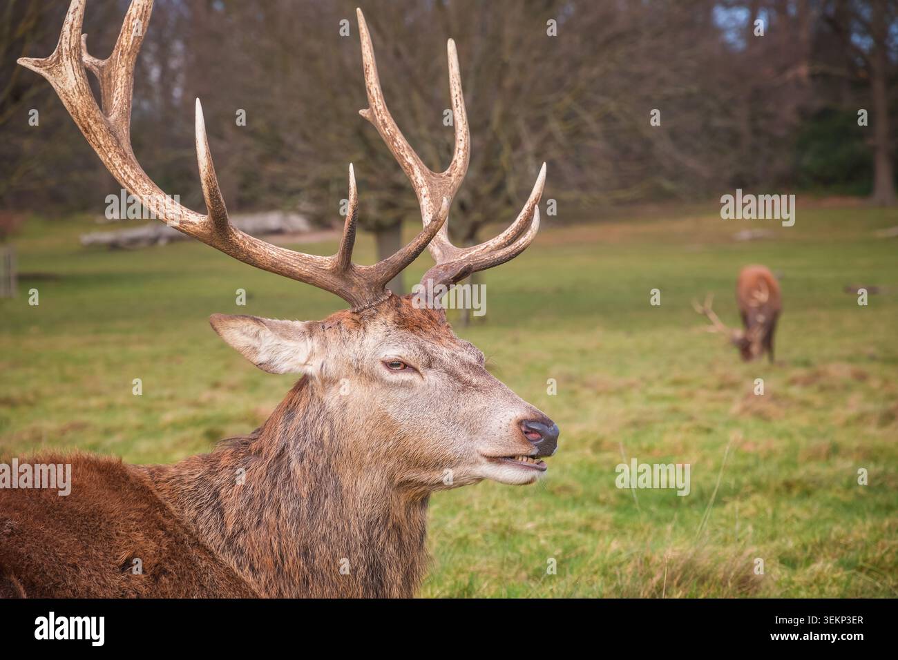 Cervi rossi a Richmond Park, Londra, durante la stagione autunnale Foto Stock