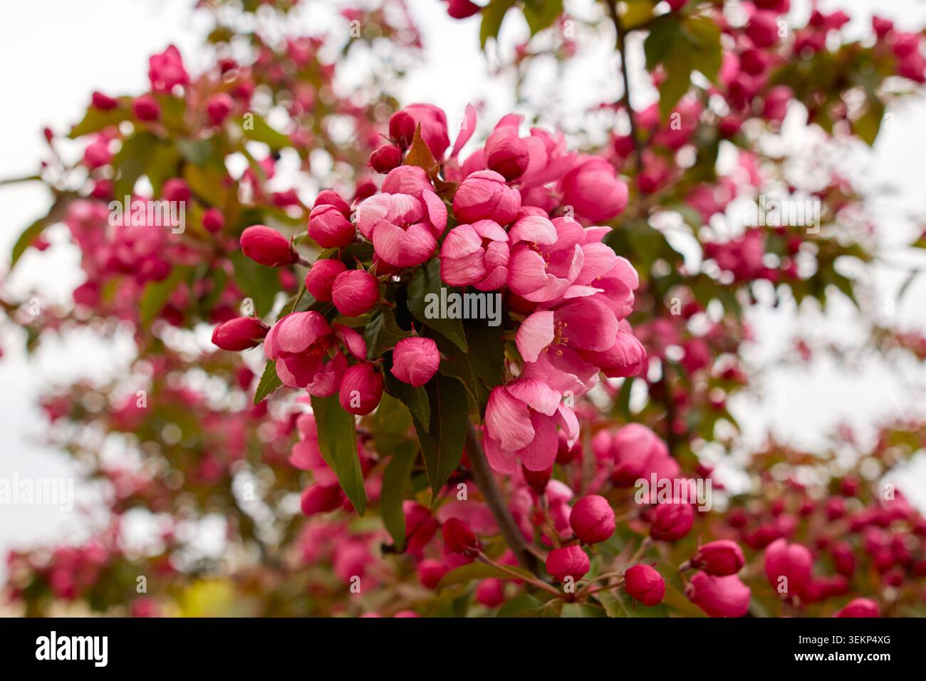 Un lussureggiante grappolo ravvicinato di vibranti alberi di crabapple rosa (Malus) in fiore e boccioli di fiori arrotondati che fioriscono in un giardino primaverile. Foto Stock