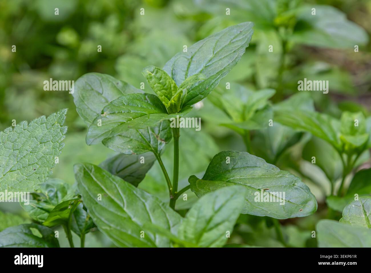 Le vivaci foglie di balsamo al limone si allungano verso il sole in un giardino verde. La pianta aromatica fiorisce tra le altre erbe evidenziando la sua crescita sana e Foto Stock