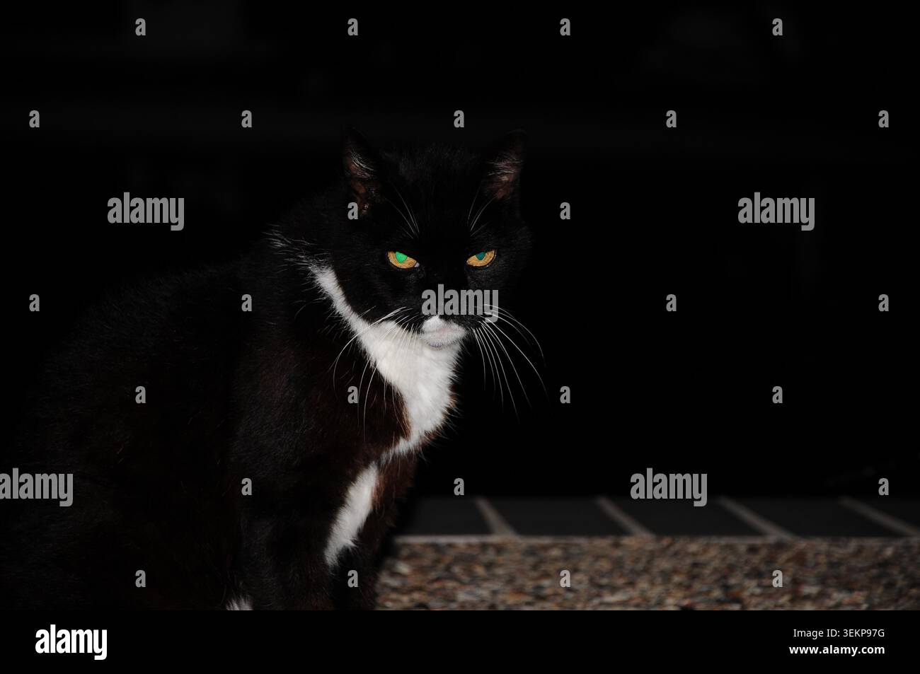 Un gatto bianco e nero con occhi brillanti in una stanza buia Foto Stock