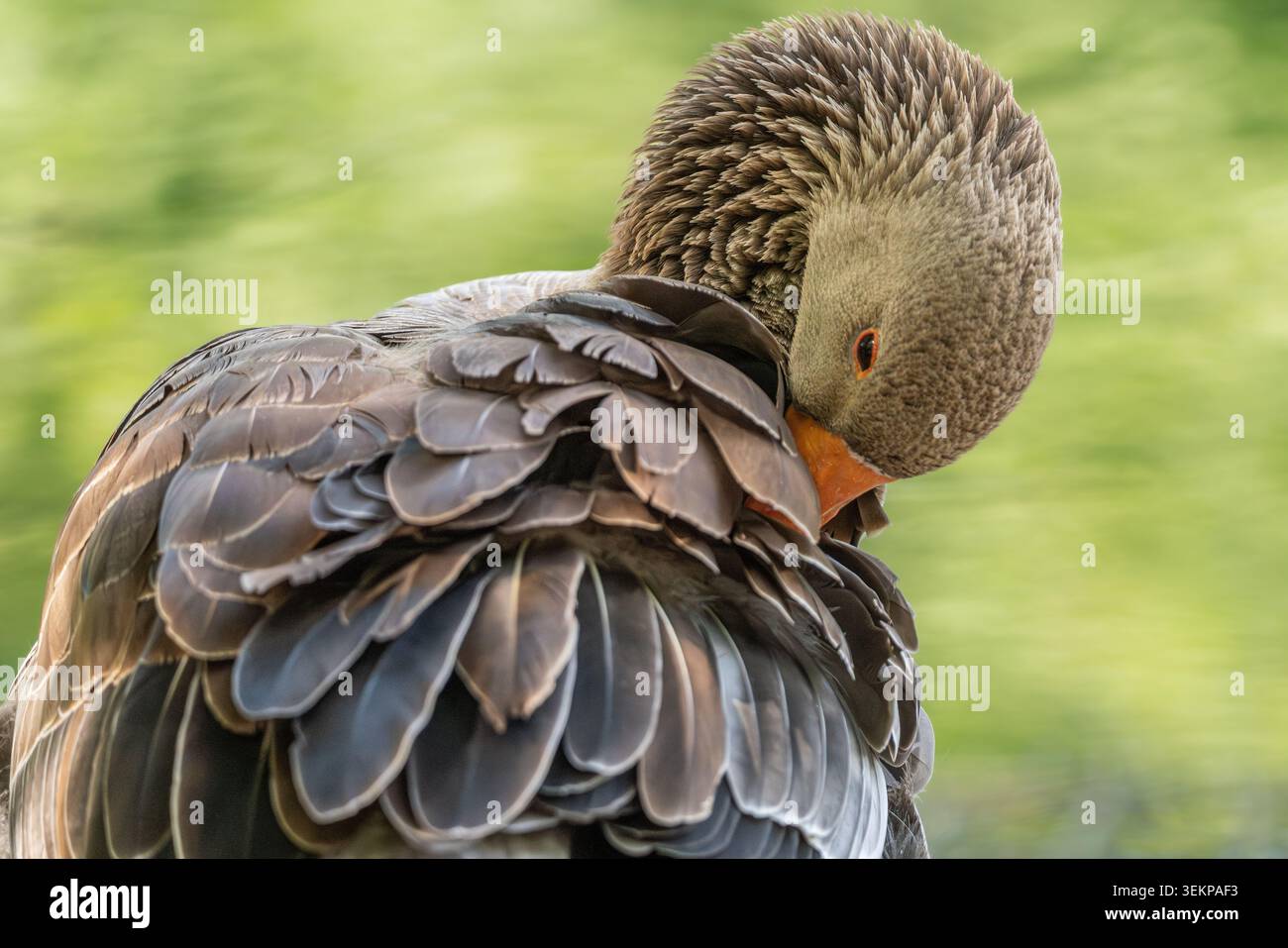 Preparazione dell'oca Greylag (Anser anser), che mostra la trama dettagliata delle piume e il piumaggio delle ali a strati, Londra, Inghilterra, Regno Unito Foto Stock