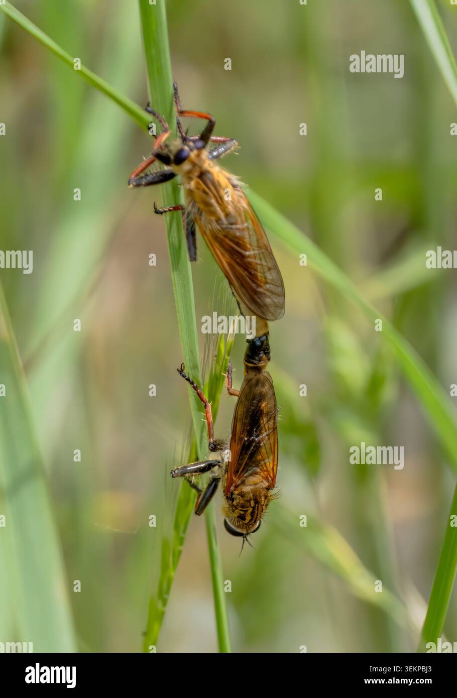 Coppia di accoppiamento di mosche rapinatrici appollaiata su una foglia d'erba Foto Stock
