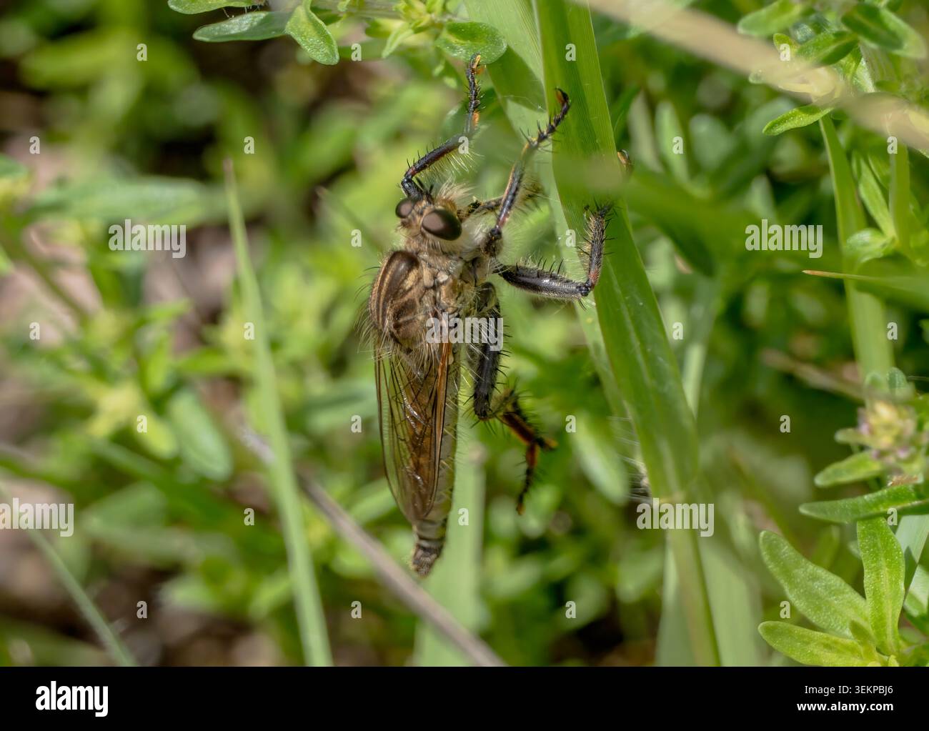 Mosca ladra gigante Promachus hinei appollaiata sull'erba verde Foto Stock