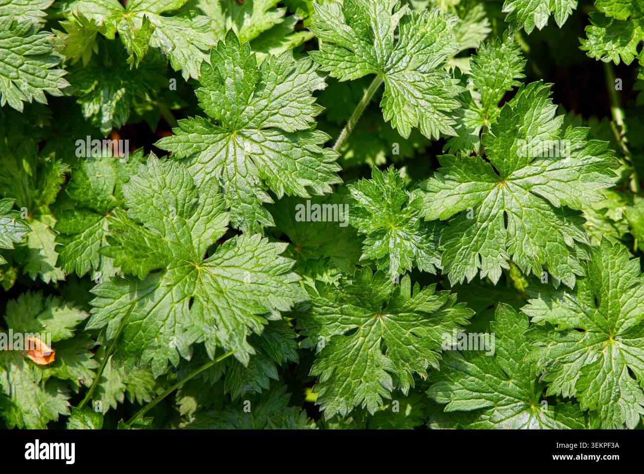 Uno scatto ravvicinato a tutto campo di vibranti gru in legno verde o foglie di geranio selvatico ricoperte da piccole gocce d'acqua in un giardino primaverile. Foto Stock