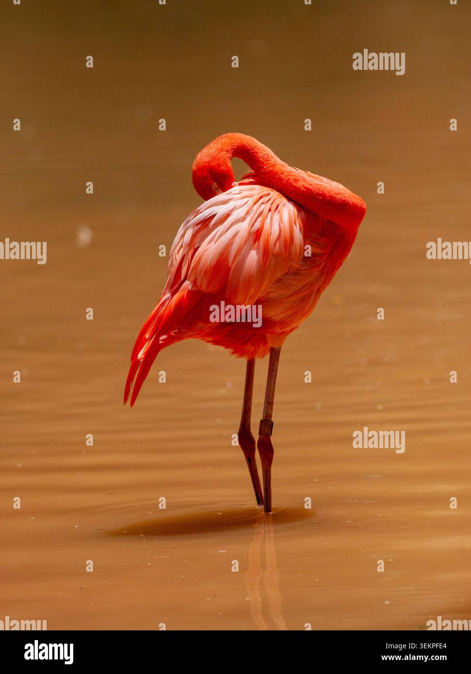 Fenicottero rosa vibrante in piedi su una gamba in acqua poco profonda che preserva le piume della schiena Foto Stock