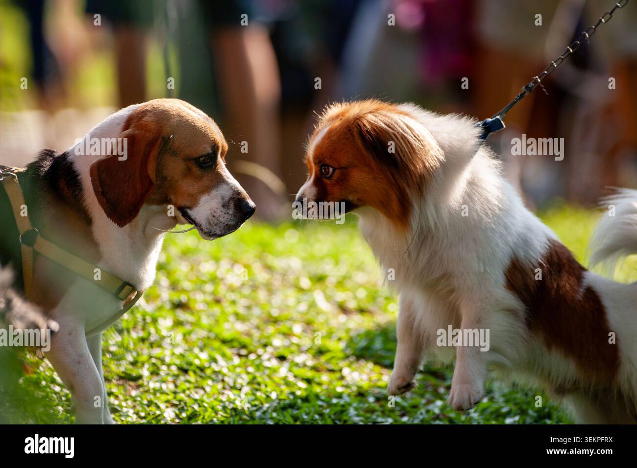 Due cani che guardano Tensely faccia a faccia durante un incontro in un parco Foto Stock