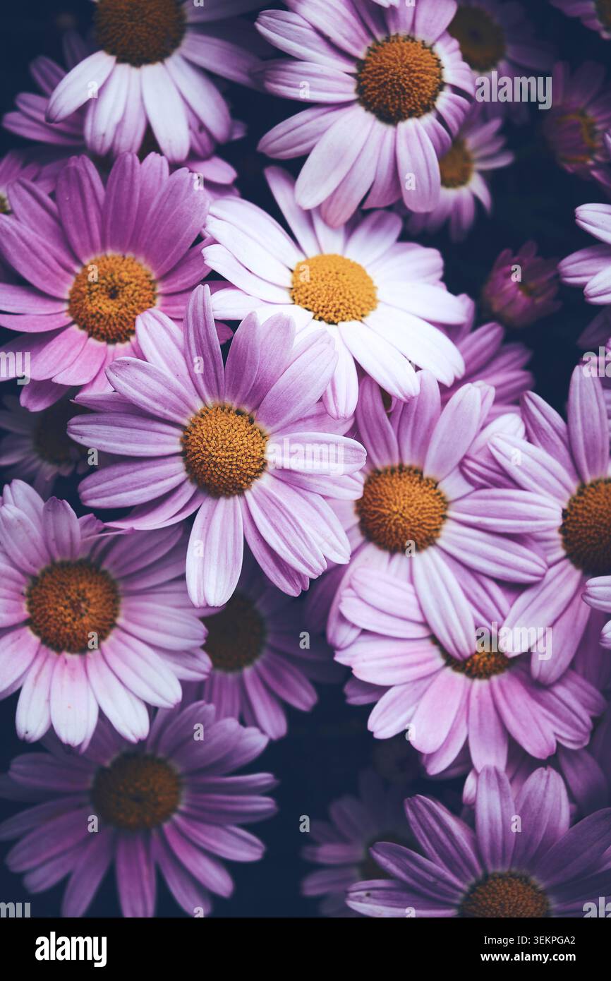 Vista dall'alto stretta di un denso gruppo di margherite rosa in fiore con petali morbidi e prominenti centri dorati-gialli. I fiori riempiono la cornice Foto Stock