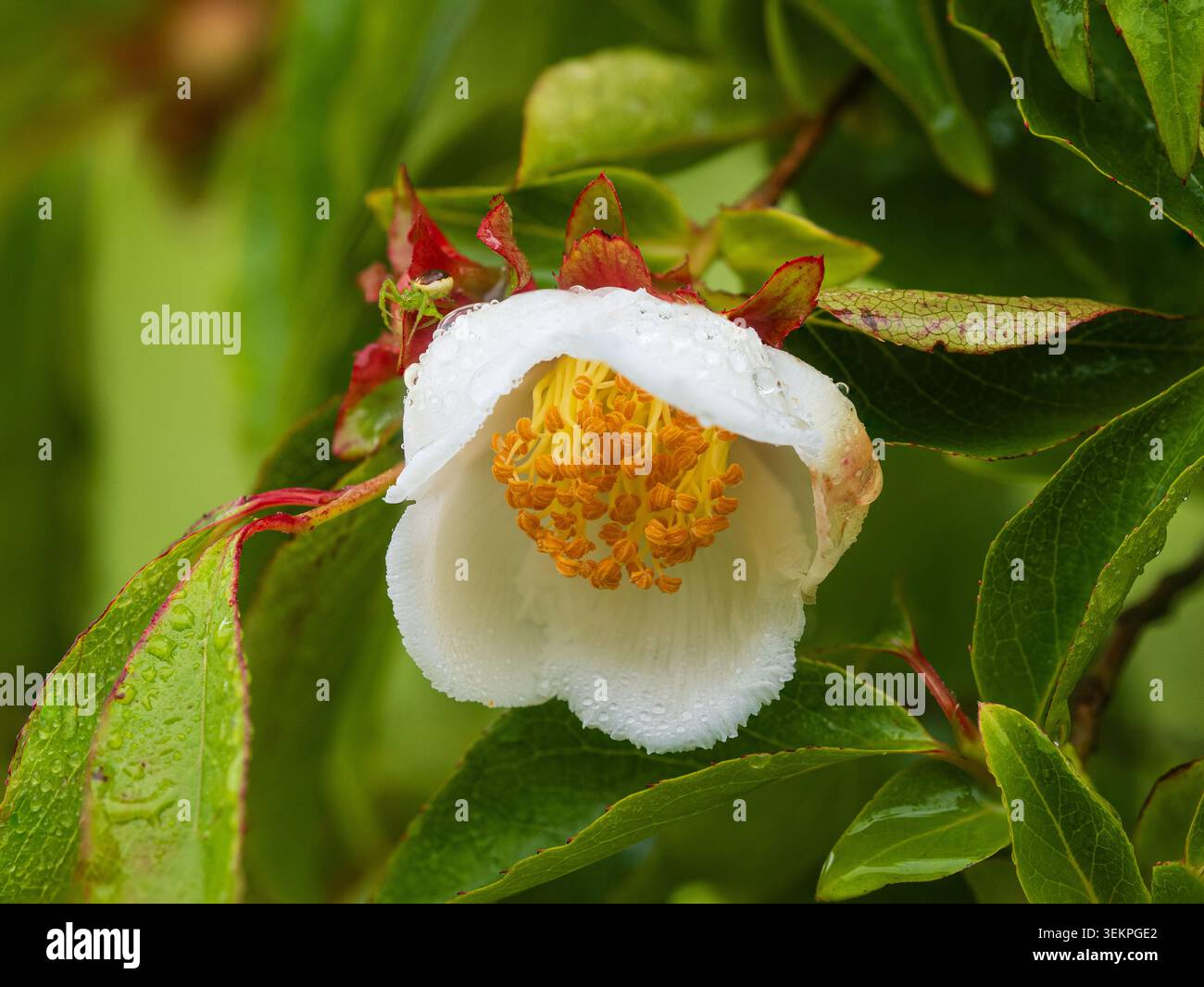 Gli stami dorati contrastano con un fiore bianco dappato dalla pioggia del piccolo e robusto albero deciduo, Stewartia sinensis Foto Stock