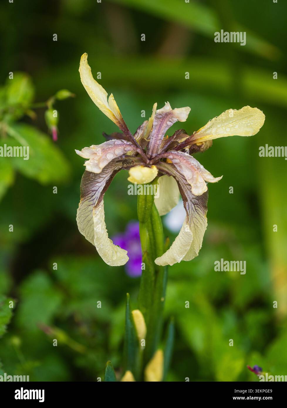 Fiore giallo e marrone dell'Iris natuive perenne puzzolente del Regno Unito, Iris foetidissima "Citrina" Foto Stock