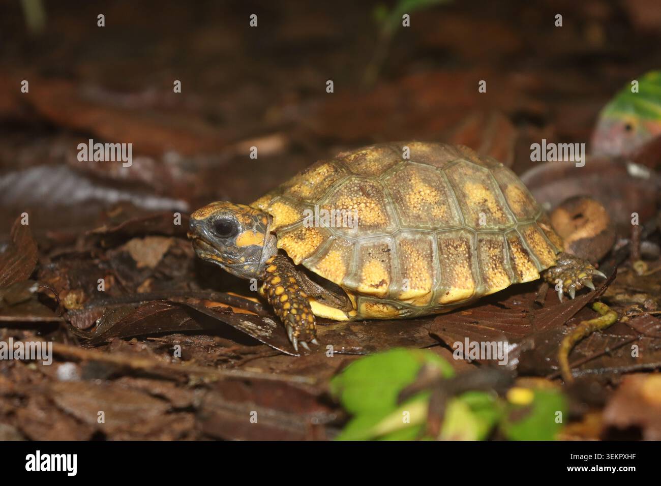 Giovane Tartaruga dai piedi gialli (Chelonoidis denticulatus) sul pavimento della foresta pluviale Foto Stock
