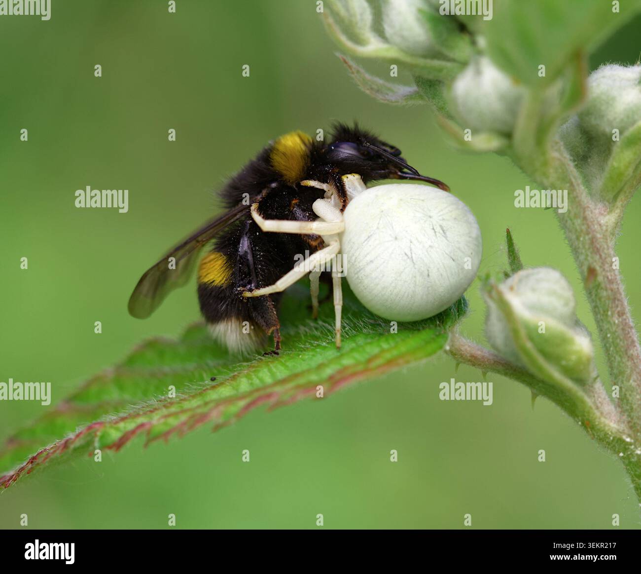 Primo piano di Un ragno granchio bianco Goldenrod, Misumena vatia, che si nutre di Una lavoratrice White Tailed Bumble Bee, Bombus lucorum, New Forest, Regno Unito Foto Stock