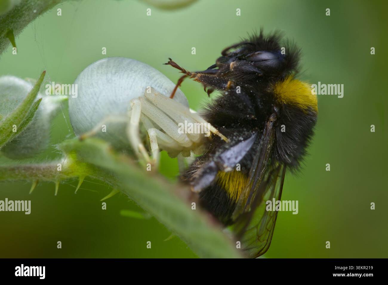 Primo piano di Un ragno granchio bianco Goldenrod, Misumena vatia, che si nutre di Una lavoratrice White Tailed Bumble Bee, Bombus lucorum, New Forest, Regno Unito Foto Stock