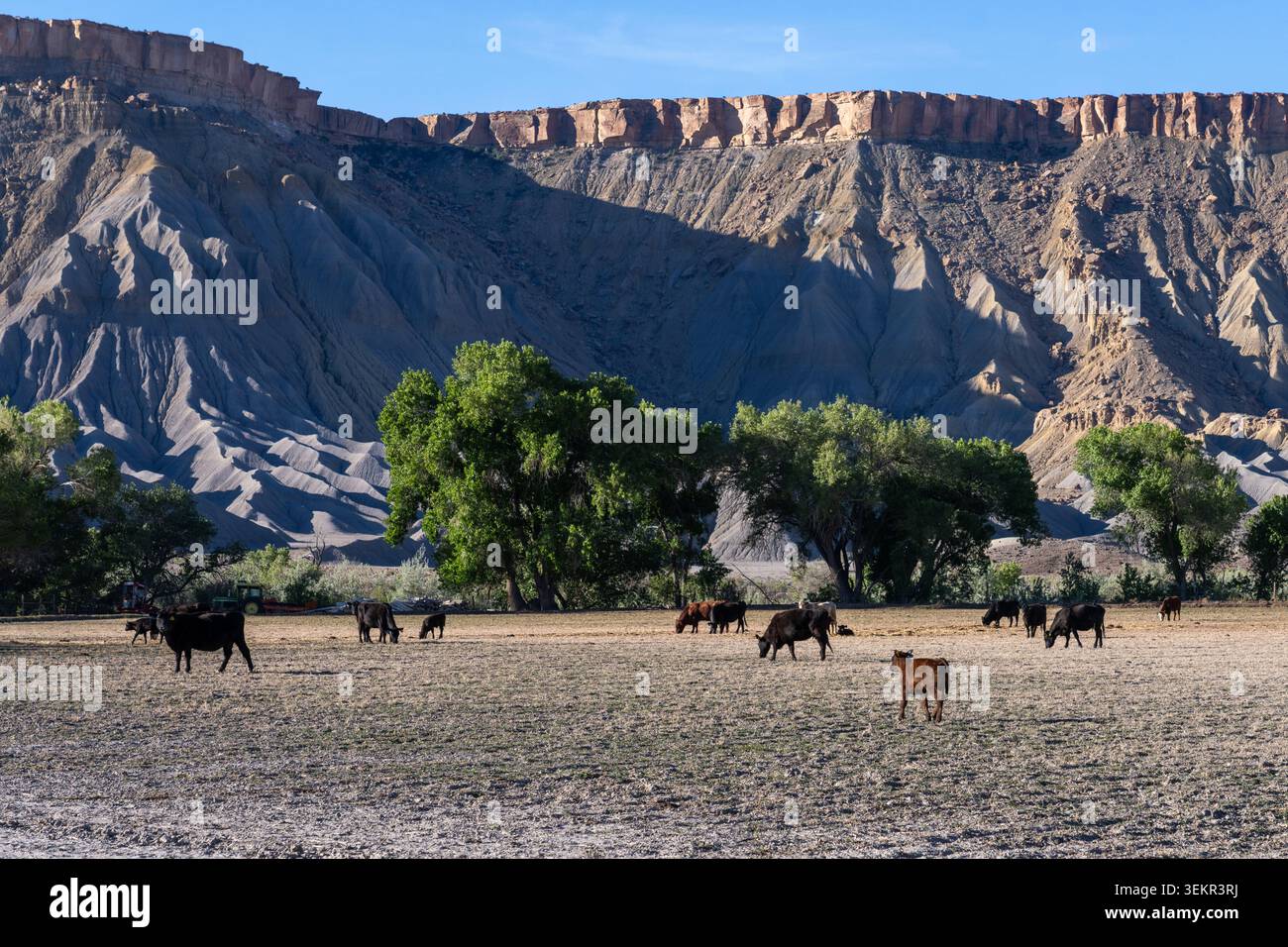 Bestiame di manzo in un ranch vicino a Caineville, Utah. Foto Stock