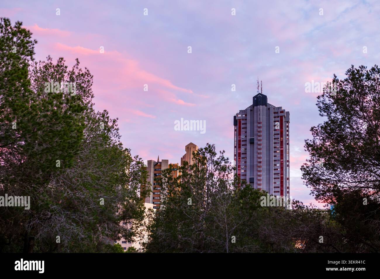 Una vista panoramica dei moderni grattacieli residenziali che si innalzano sopra lussureggianti pini verdi sotto uno splendido cielo serale rosa e viola a Benidorm, in Spagna Foto Stock